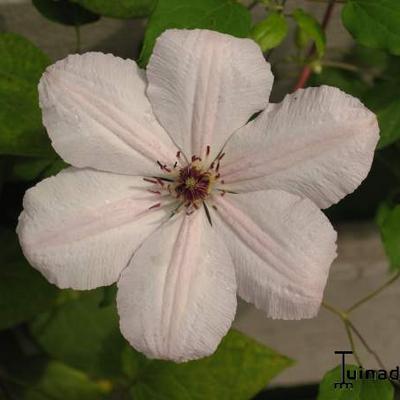 Clematis  'John Paul II' - Clematis  'John Paul II'