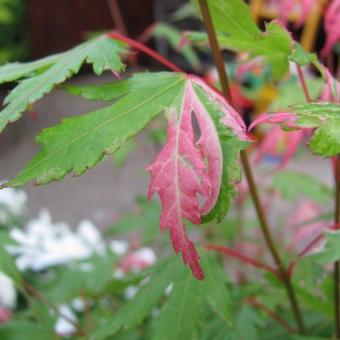 Acer palmatum 'Kasen-nishiki'