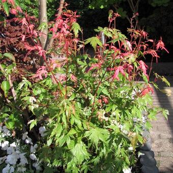 Acer palmatum 'Kasen-nishiki'