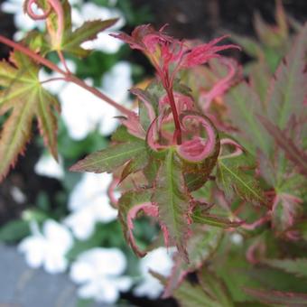 Acer palmatum 'Kasen-nishiki'