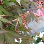 Acer palmatum 'Kasen-nishiki' - 