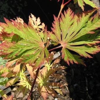 Acer japonicum 'Aconitifolium'