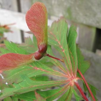 Acer japonicum 'Aconitifolium'