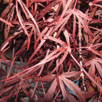 Acer palmatum 'Atrolineare'