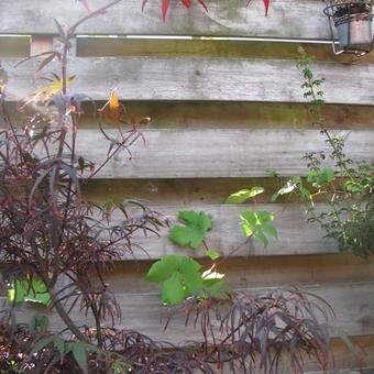 Acer palmatum 'Atrolineare'