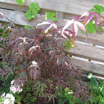 Acer palmatum 'Atrolineare'