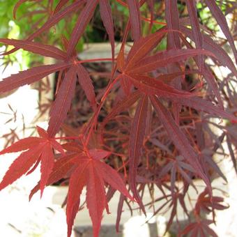 Acer palmatum 'Atrolineare'