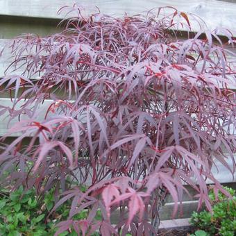 Acer palmatum 'Atrolineare'