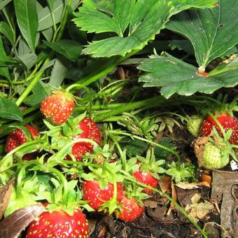 Fragaria x ananassa