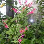 Salvia elegans - Honigmelonen-Salbei