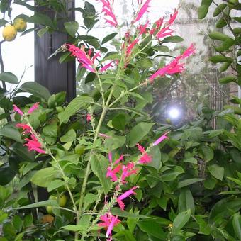 Salvia elegans