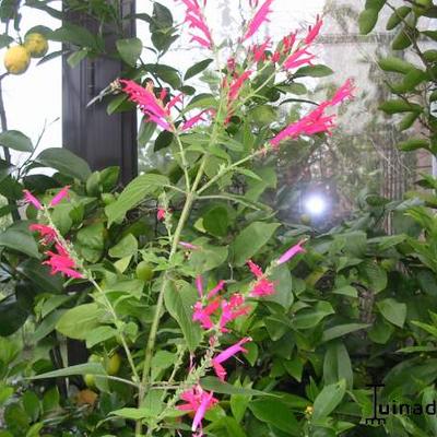 Salvia elegans - 