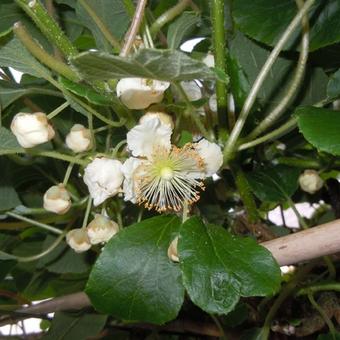 Actinidia deliciosa 'Atlas'