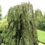 Fagus sylvatica 'Purpurea Pendula' - 