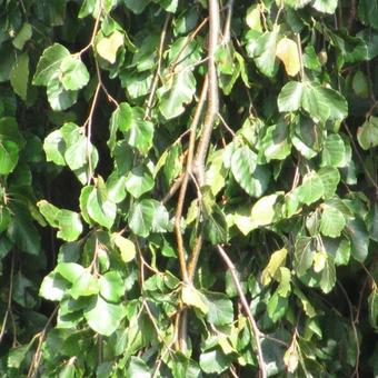 Fagus sylvatica 'Purpurea Pendula'