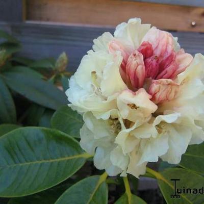 Rhododendron 'Goldfort' - 