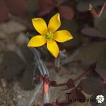 Oxalis corniculata - Horn-Sauerklee