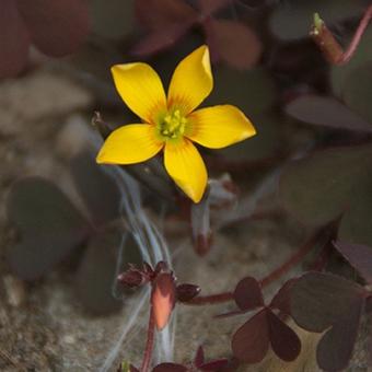 Oxalis corniculata