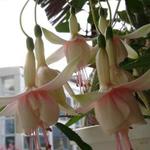 Fuchsia 'Alyce Larson' - 