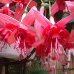 Fuchsia 'Dancing Flame' - 