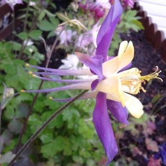 Aquilegia 'Mrs. Scott Elliott'