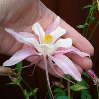 Aquilegia 'Mrs. Scott Elliott'