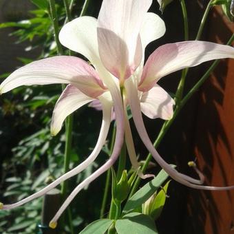 Aquilegia 'Mrs. Scott Elliott'