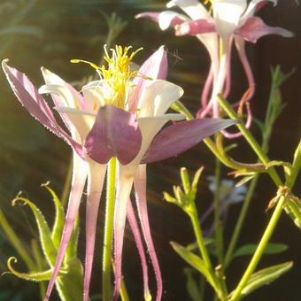 Aquilegia 'Mrs. Scott Elliott'