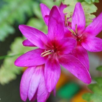 Ixia maculata