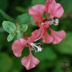 Clarkia unguiculata - Mandelröschen