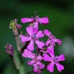 Silene armeria - Silène à bouquets