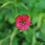 Linum grandiflorum var. rubrum - 