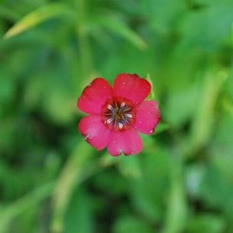 Linum grandiflorum var. rubrum