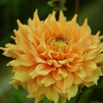 Dahlia 'Philip Campos'