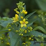 Lysimachia vulgaris - Gewöhnlicher Gilbweiderich