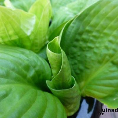 Hosta 'County Park' - 