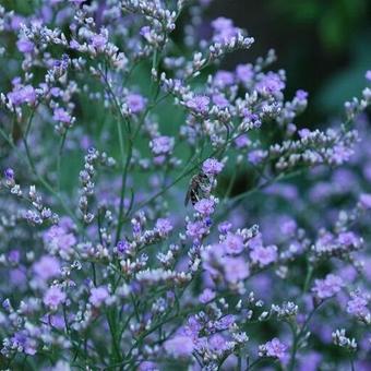 Limonium platyphyllum