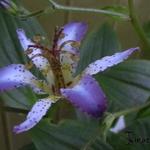 Tricyrtis 'Taipei Silk' - 