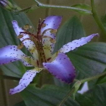 Tricyrtis 'Taipei Silk'