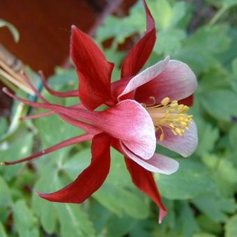 Aquilegia 'Crimson Star'