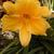 Hemerocallis 'Stella de Oro'