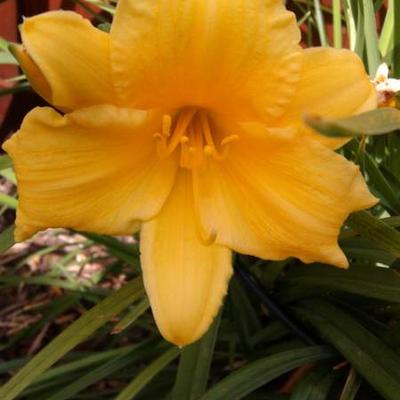 Hemerocallis 'Stella de Oro' - Hemerocallis 'Stella de Oro'