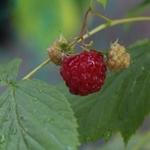 Rubus idaeus - Himbeere