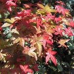 Acer palmatum 'Corallinum' - 