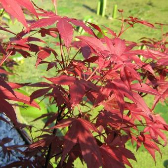 Acer palmatum 'Atropurpureum'