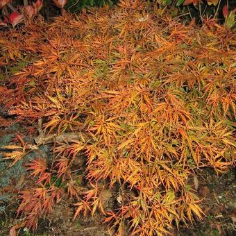 Acer palmatum 'Garnet'