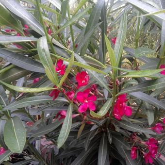 Nerium oleander