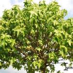 Liquidambar styraciflua 'Gum Ball' - 