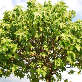 Liquidambar styraciflua 'Gum Ball'