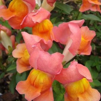 Antirrhinum majus pumilum 'Emerald Isles'